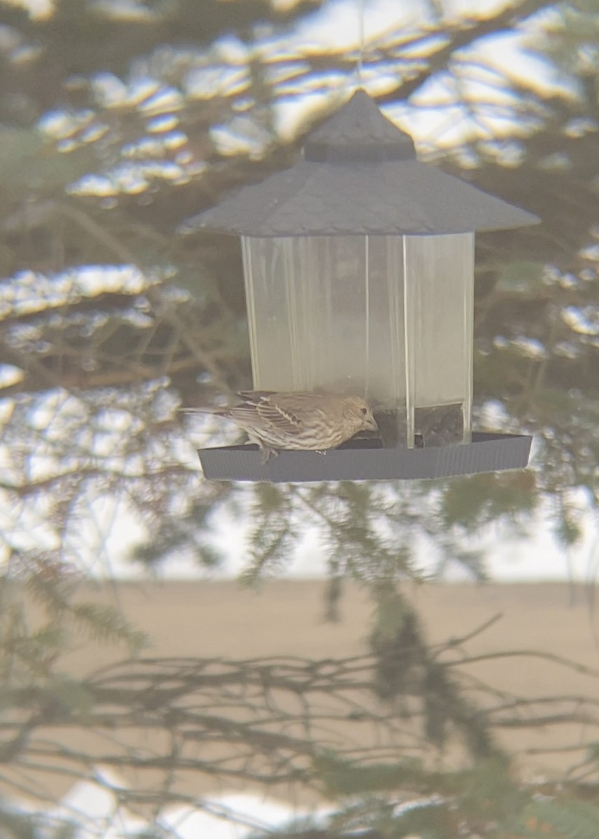 House Finch - ML646480794