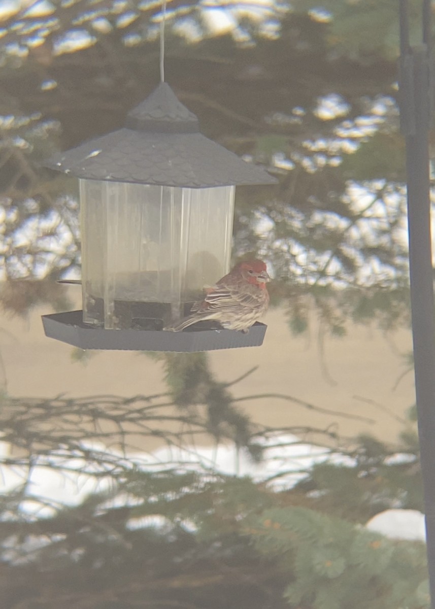 House Finch - ML646480796