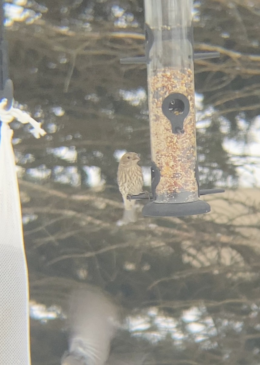 House Finch - ML646480797