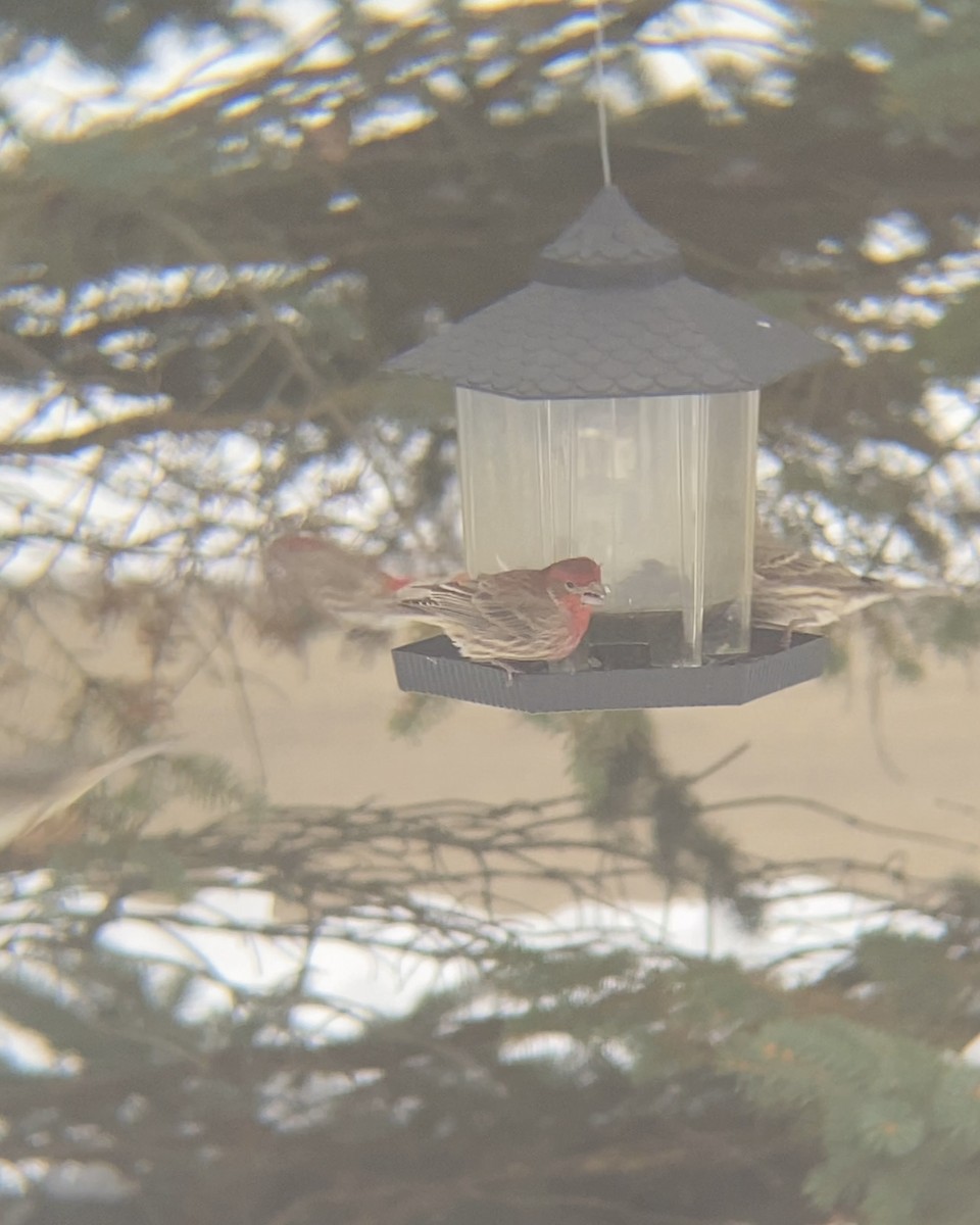 House Finch - ML646480798