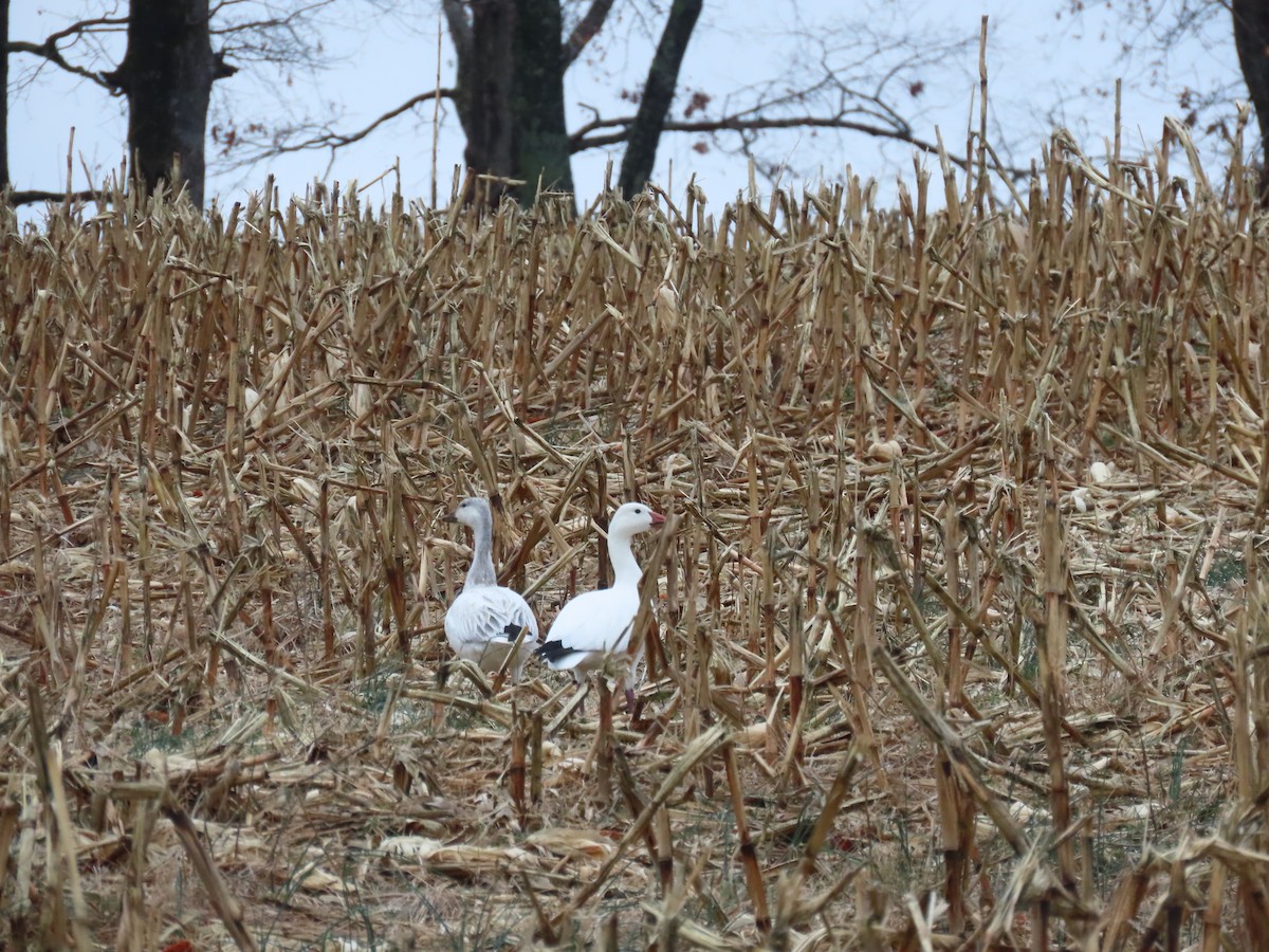 Snow Goose - ML646480800