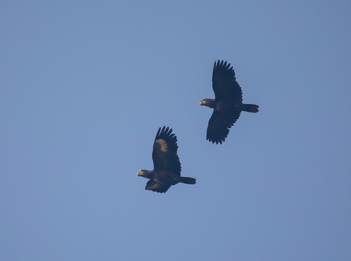 St. Vincent Amazon - ML646480801