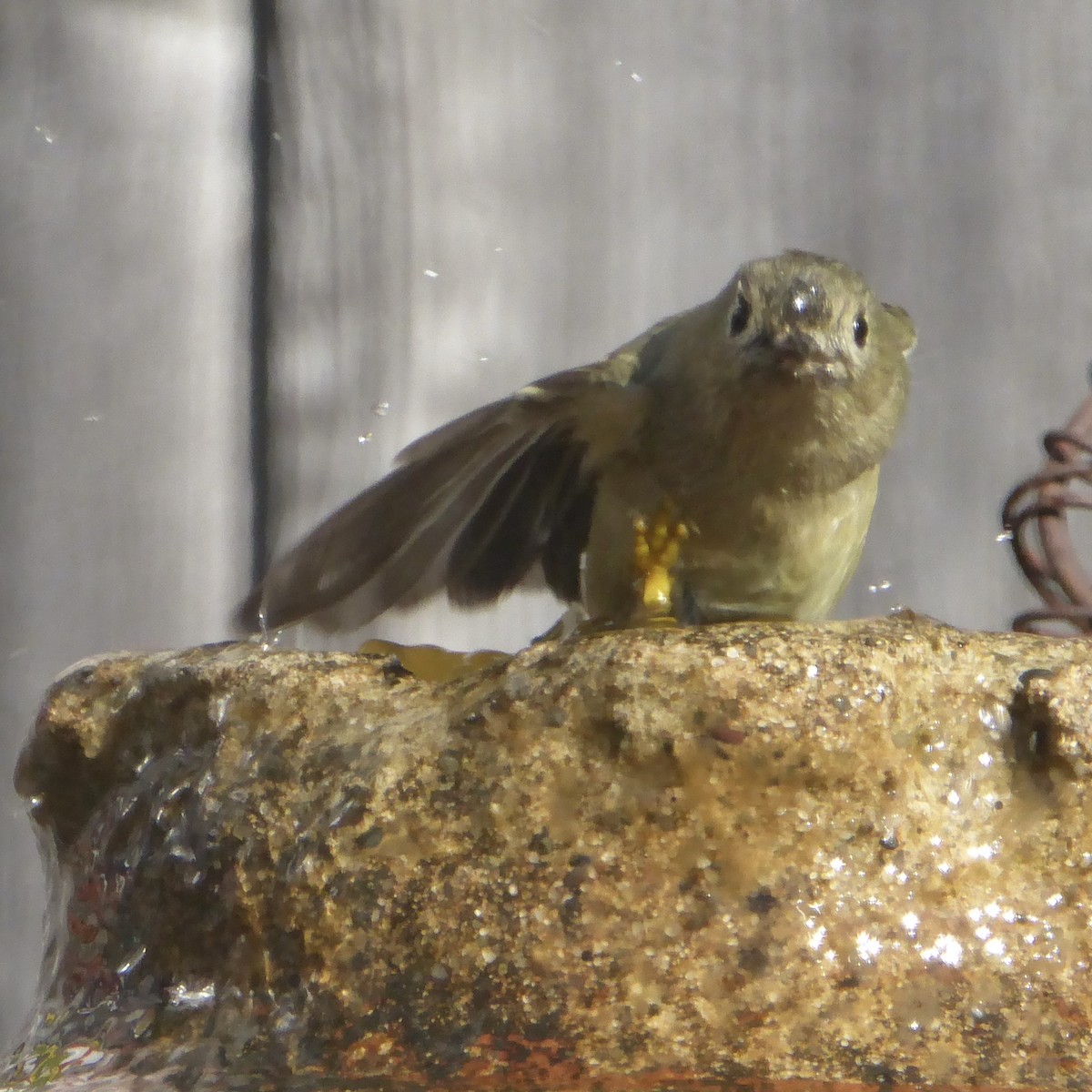 Ruby-crowned Kinglet - ML646480802