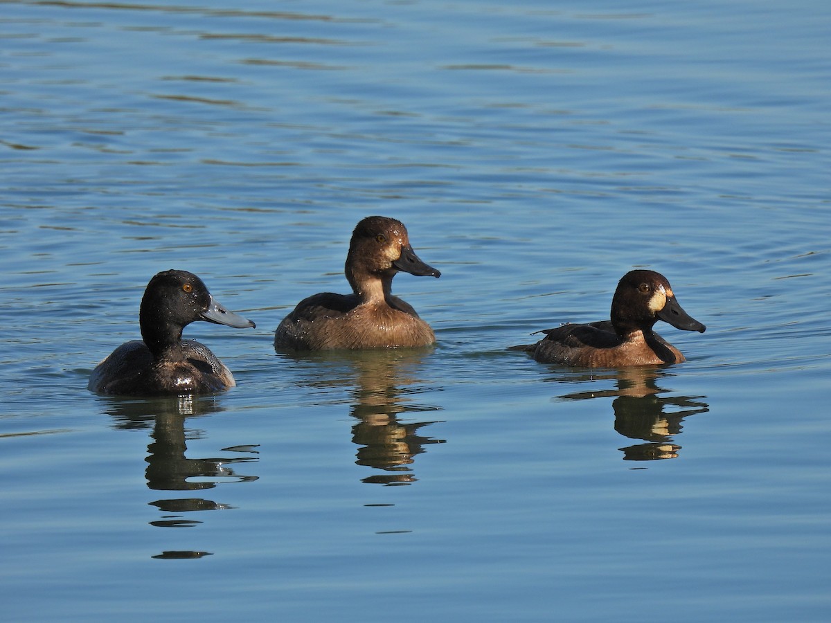 Karabaş Patka - ML646480803