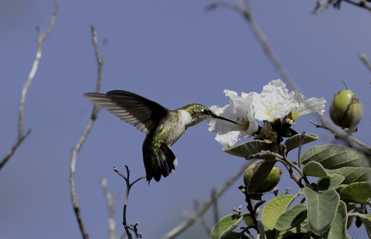 Colibri à gorge rubis - ML646480805