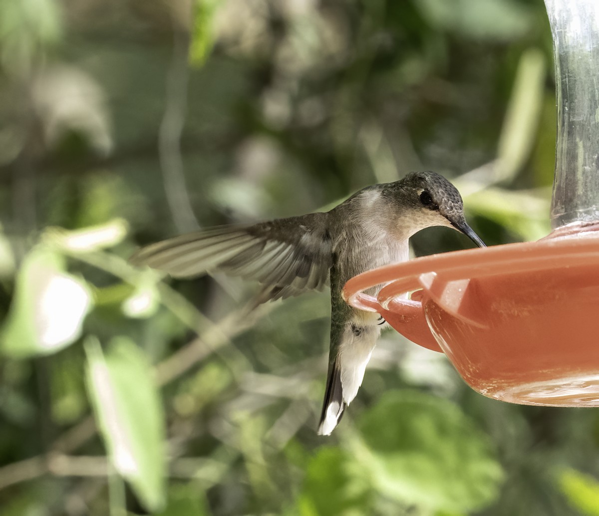 Colibri à gorge rubis - ML646480807