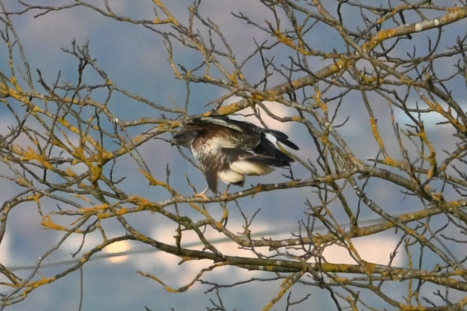 Buse variable - ML646480808