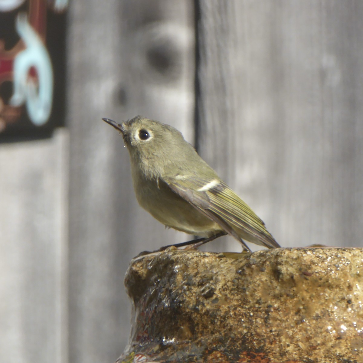 Ruby-crowned Kinglet - ML646480814