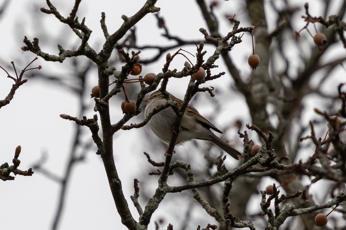 Chipping Sparrow - ML646480816