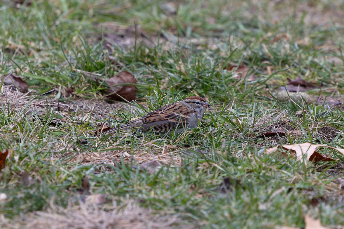 Chipping Sparrow - ML646480817
