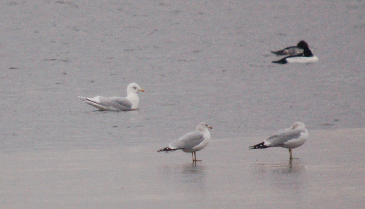 Iceland Gull (kumlieni/glaucoides) - ML646480832