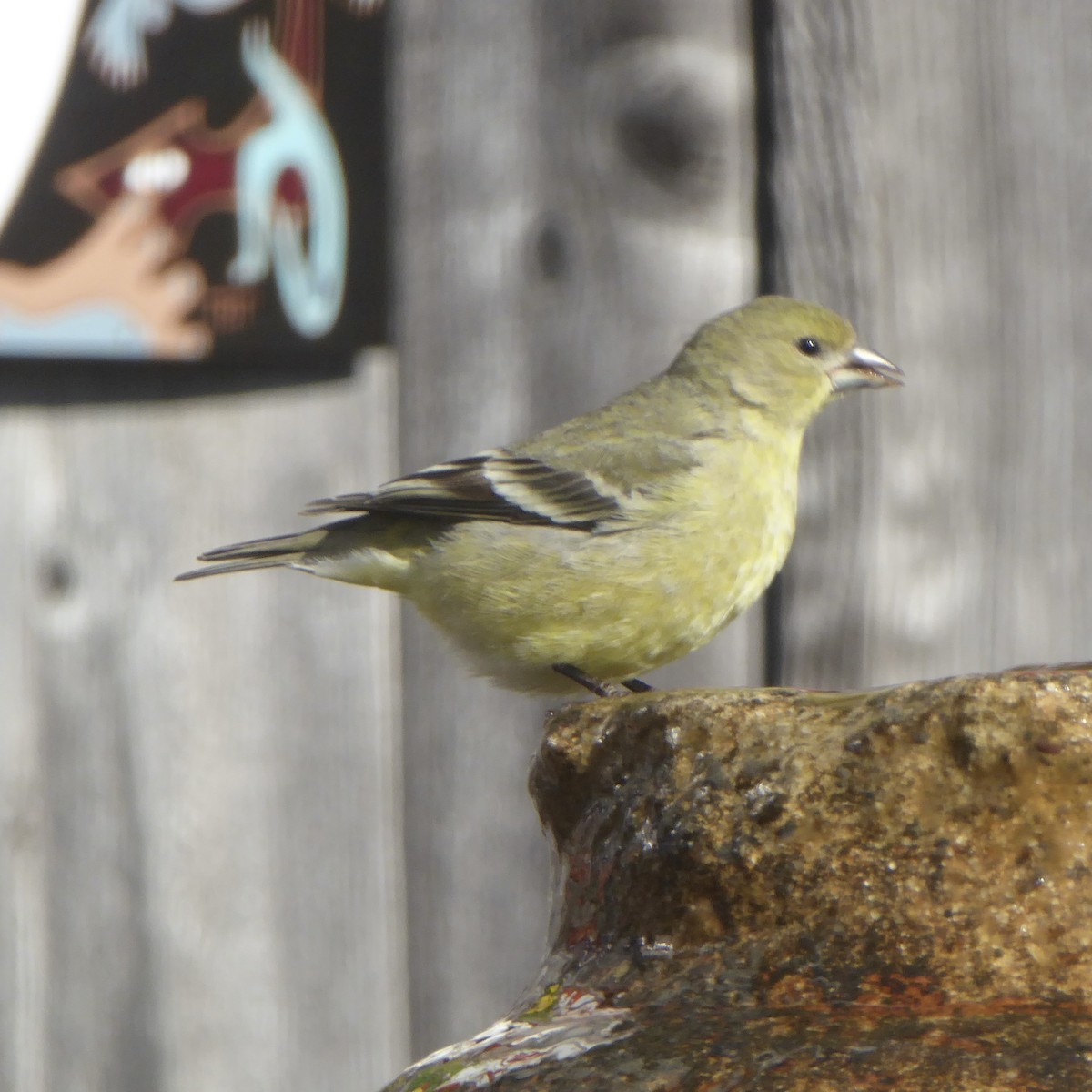 Lesser Goldfinch - ML646480836