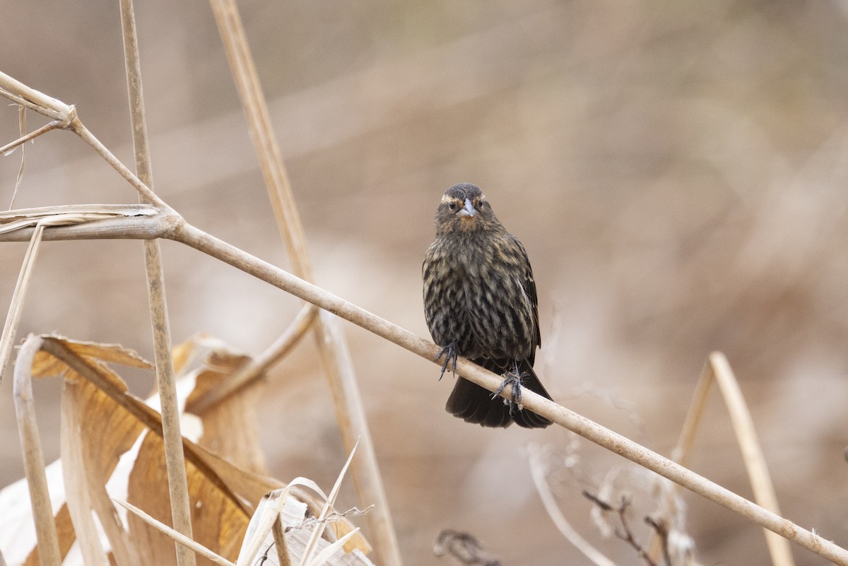 Red-winged Blackbird - ML646480837