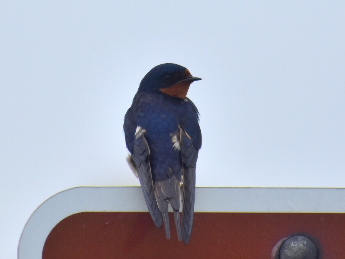 Kır Kırlangıcı (erythrogaster) - ML646480840