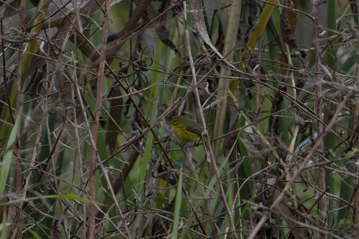 Reinita Galana - ML646480850