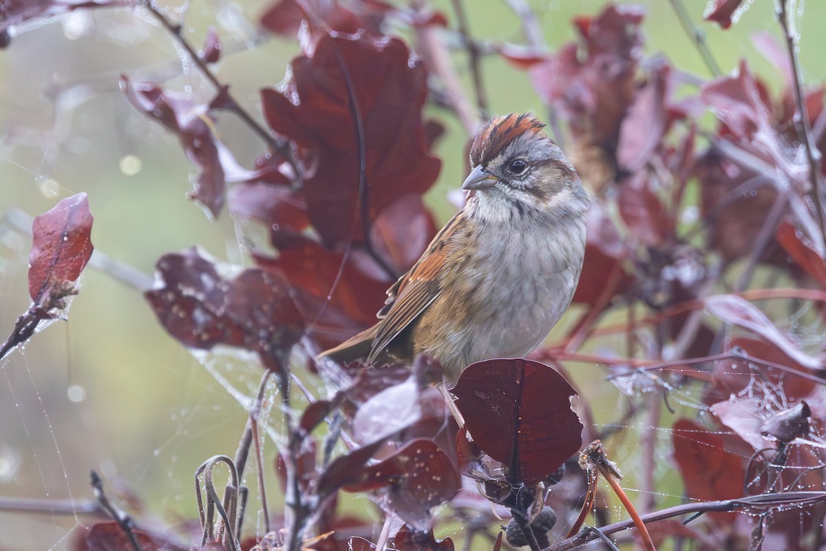 Swamp Sparrow - ML646480852