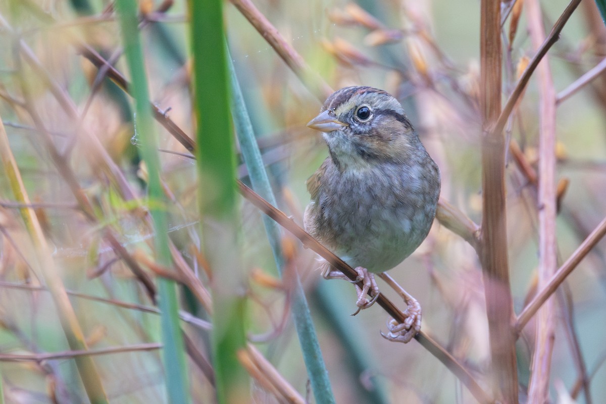 Swamp Sparrow - ML646480853