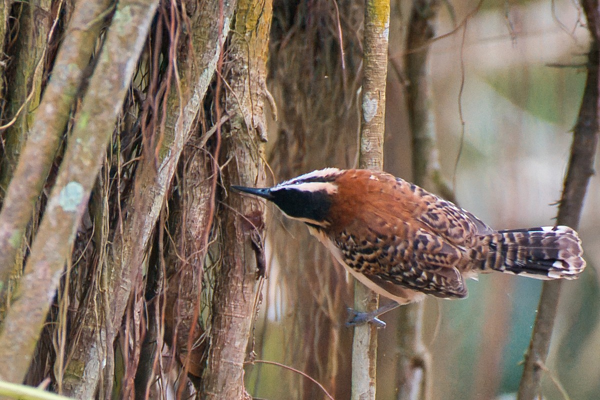 Rufous-backed Wren - ML646480860