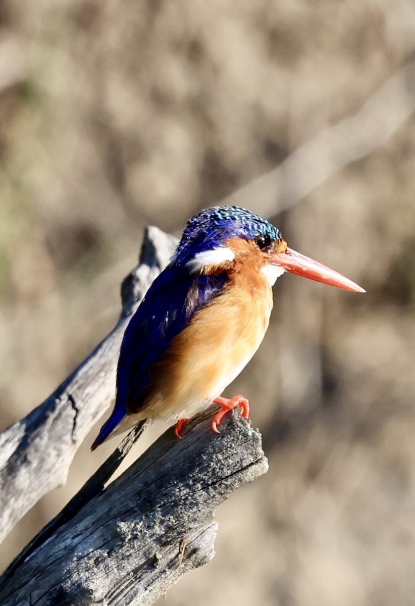Malachite Kingfisher - ML646480861