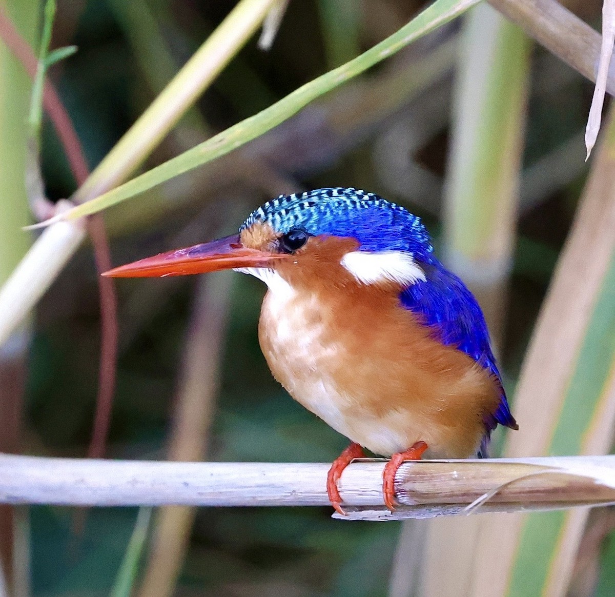 Malachite Kingfisher - ML646480862