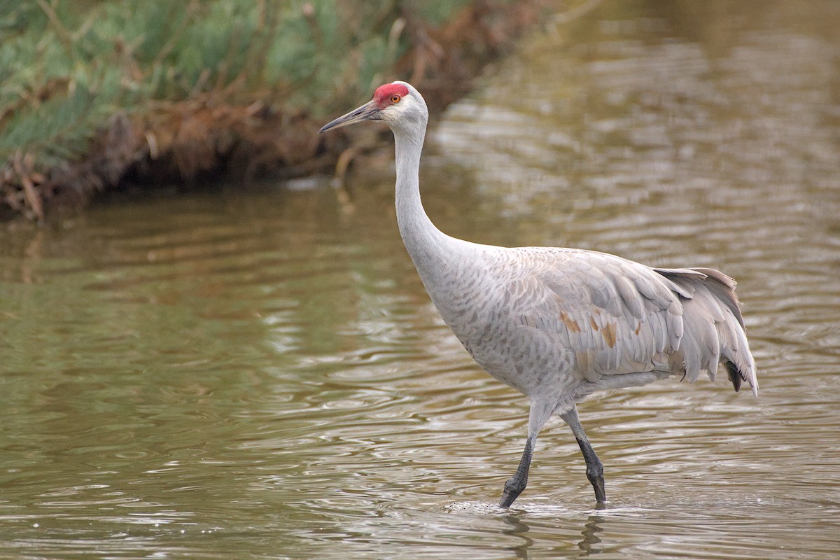 Sandhill Crane - ML646480863