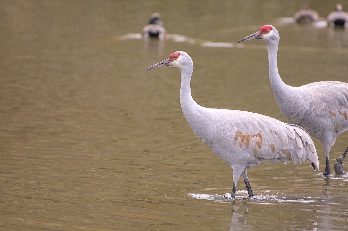 Sandhill Crane - ML646480864
