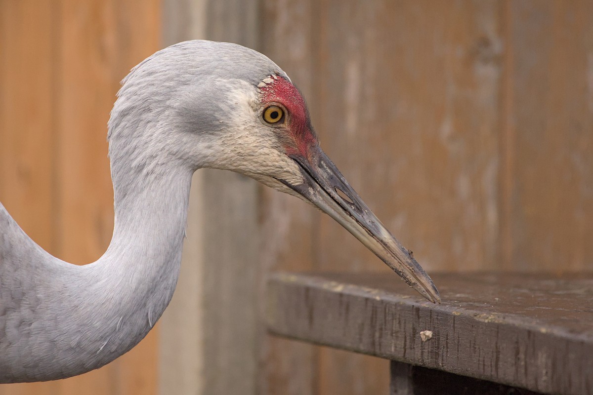Sandhill Crane - ML646480865