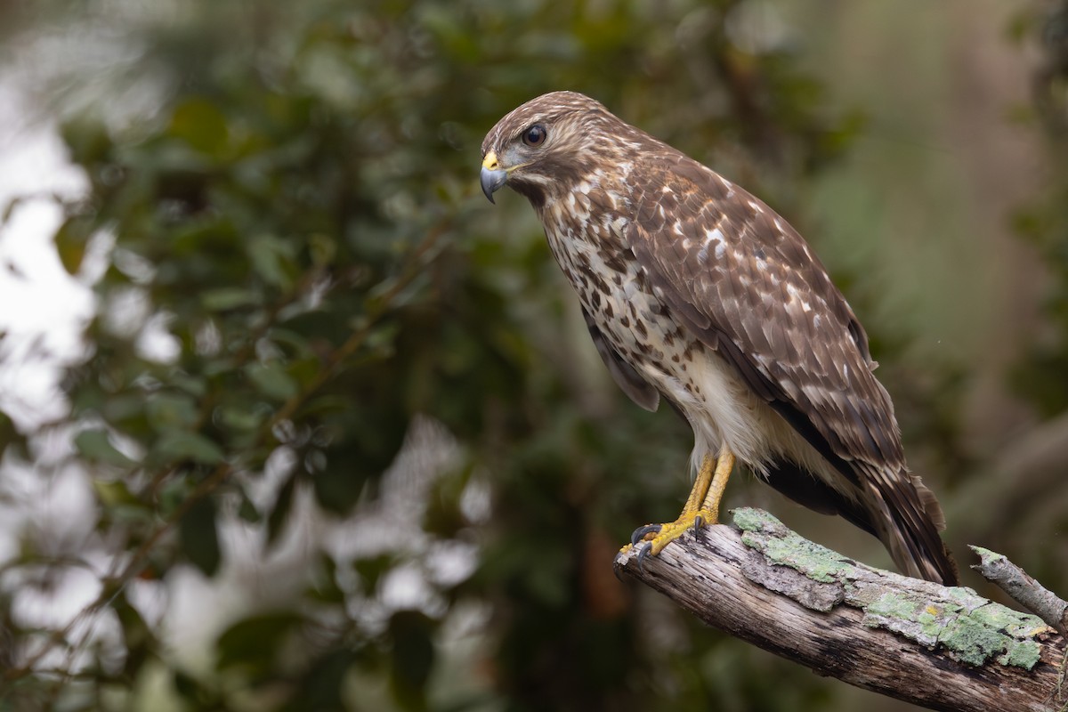 Red-shouldered Hawk - ML646480866