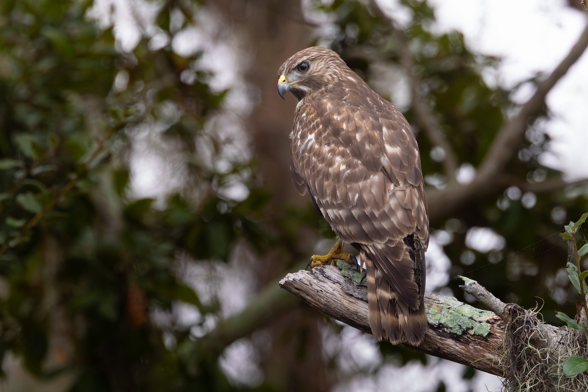 Red-shouldered Hawk - ML646480867