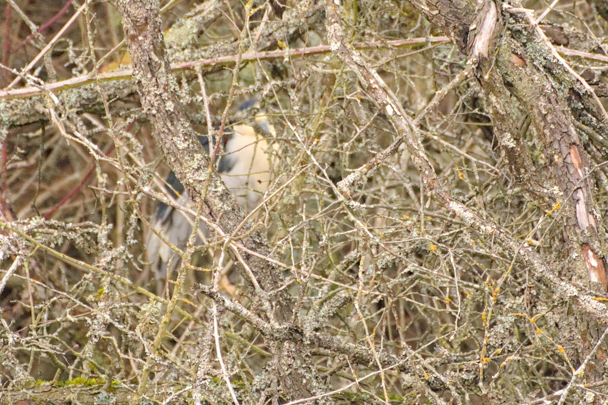 Black-crowned Night Heron - ML646480870
