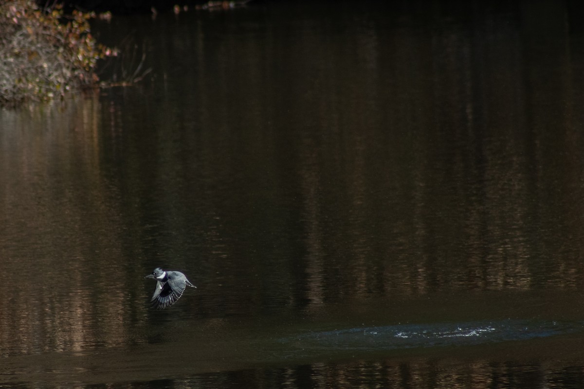 Belted Kingfisher - ML646480872