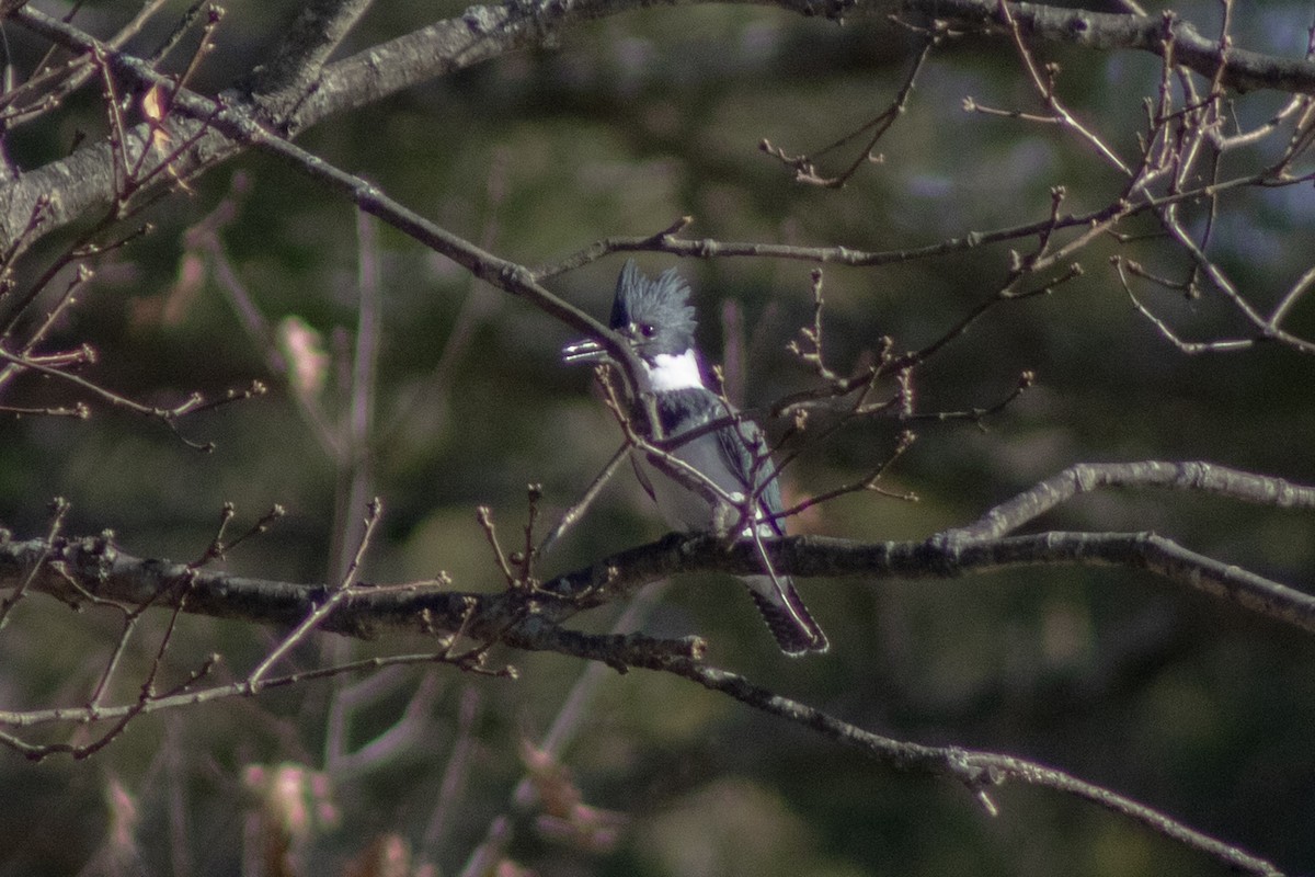 Belted Kingfisher - ML646480874
