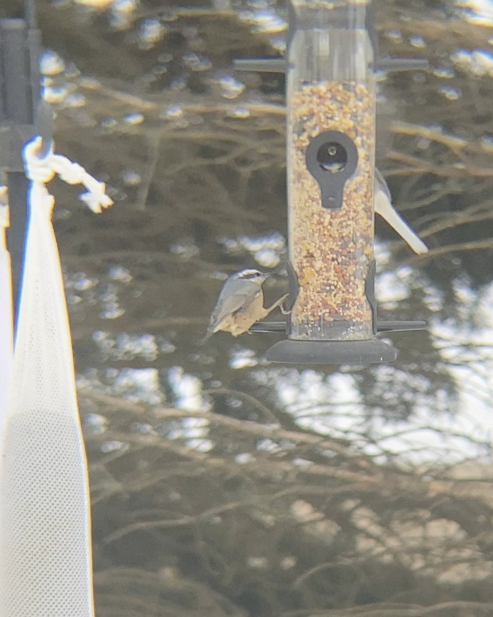 Red-breasted Nuthatch - ML646480875