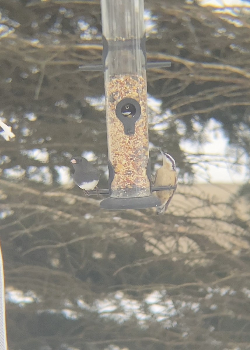 Red-breasted Nuthatch - ML646480876