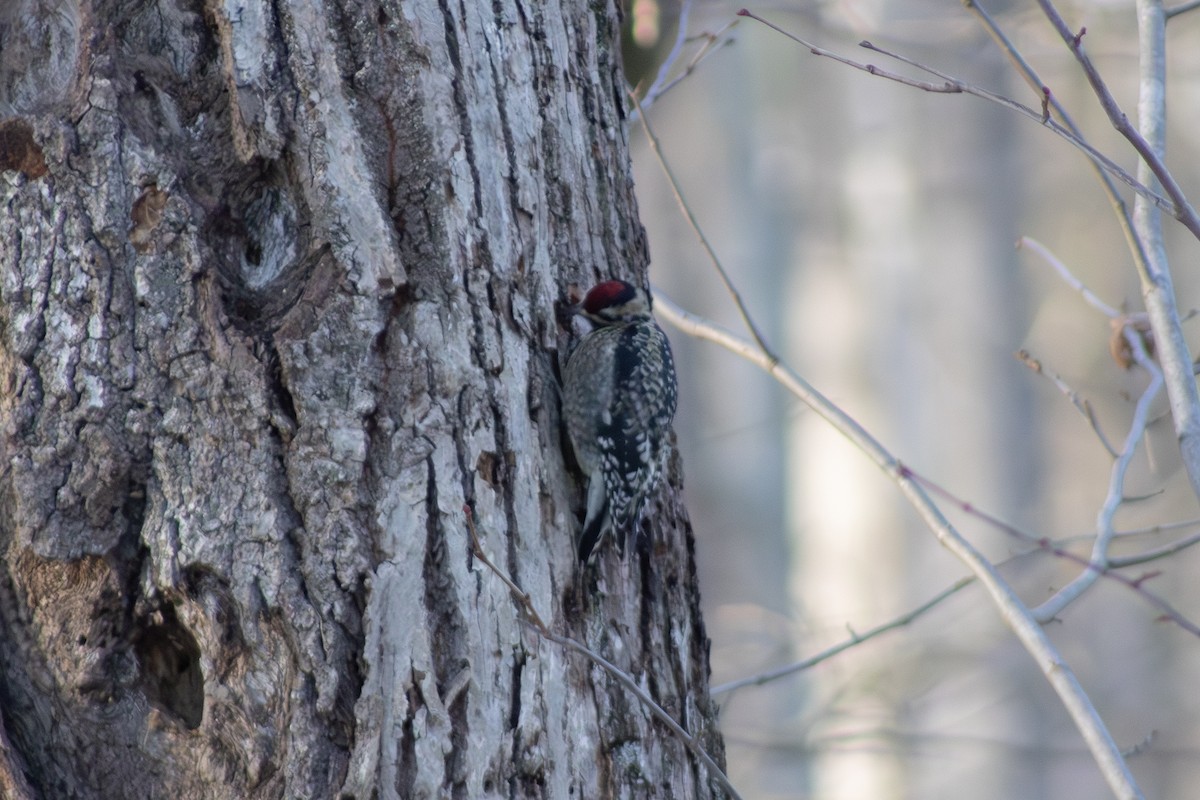 Yellow-bellied Sapsucker - ML646480879