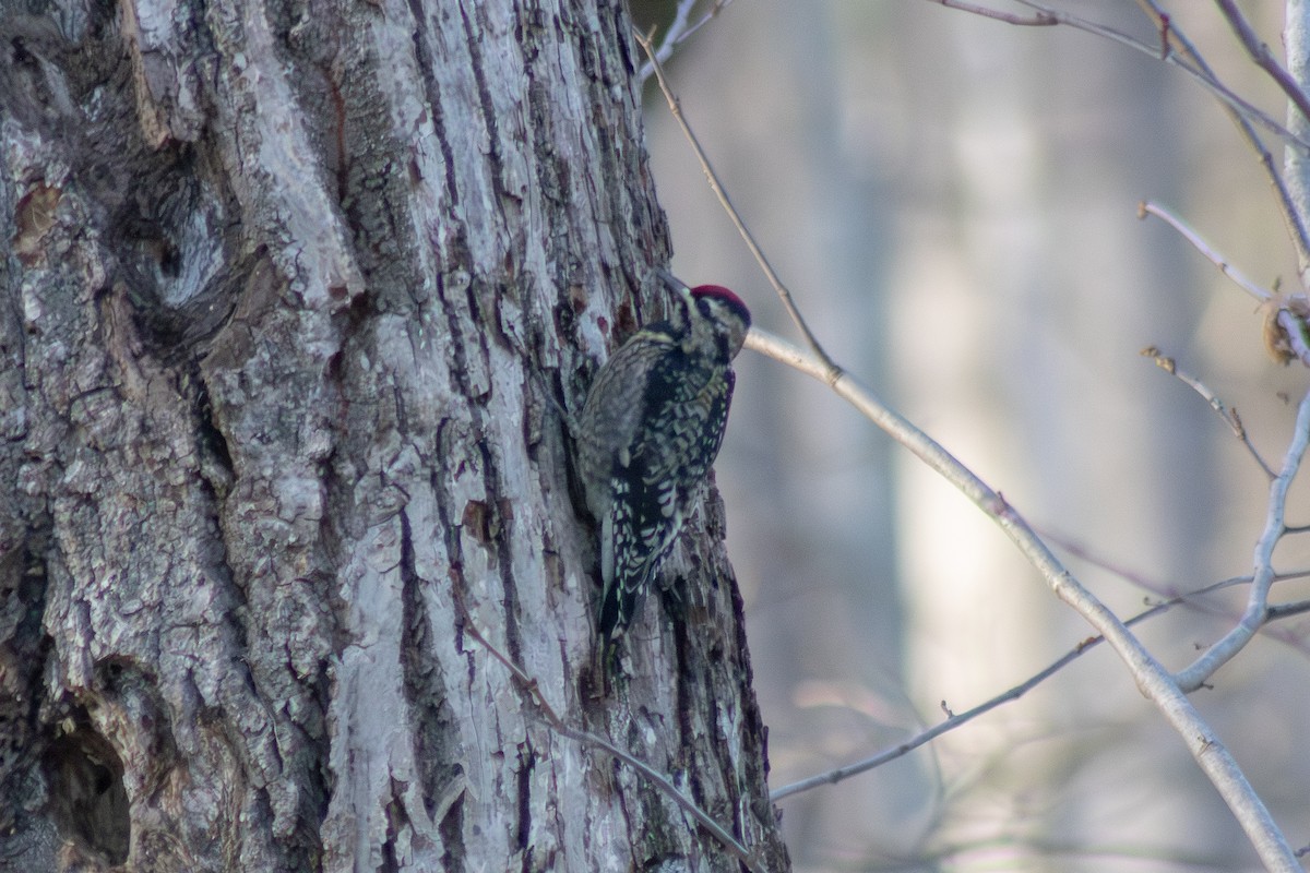 Yellow-bellied Sapsucker - ML646480880