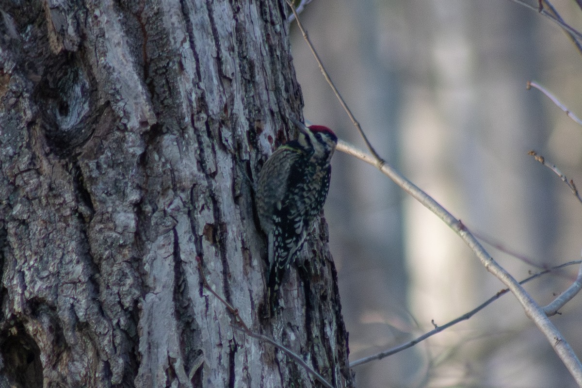 Yellow-bellied Sapsucker - ML646480881