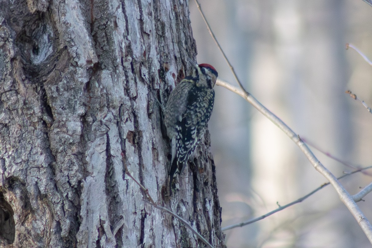 Yellow-bellied Sapsucker - ML646480882