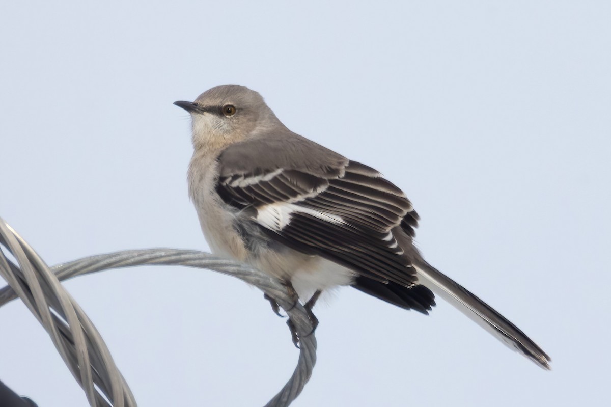 Northern Mockingbird - ML646480883