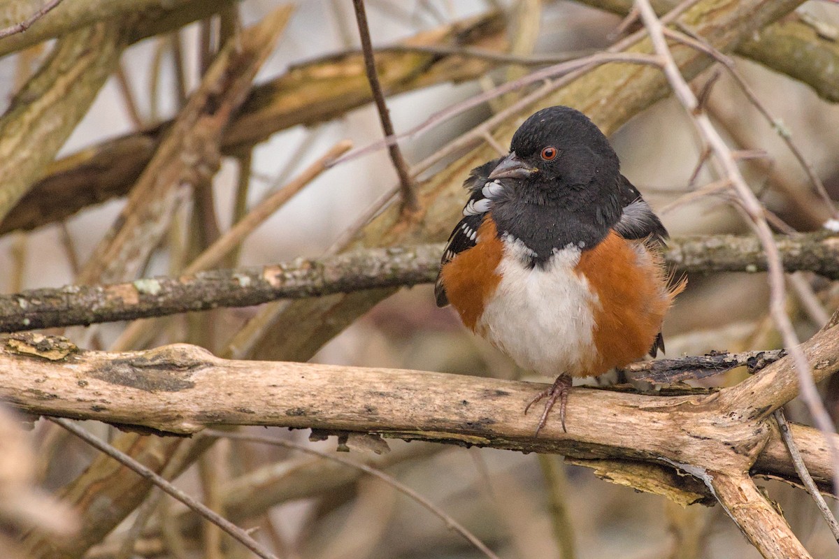 ホシワキアカトウヒチョウ（maculatus グループ） - ML646480886