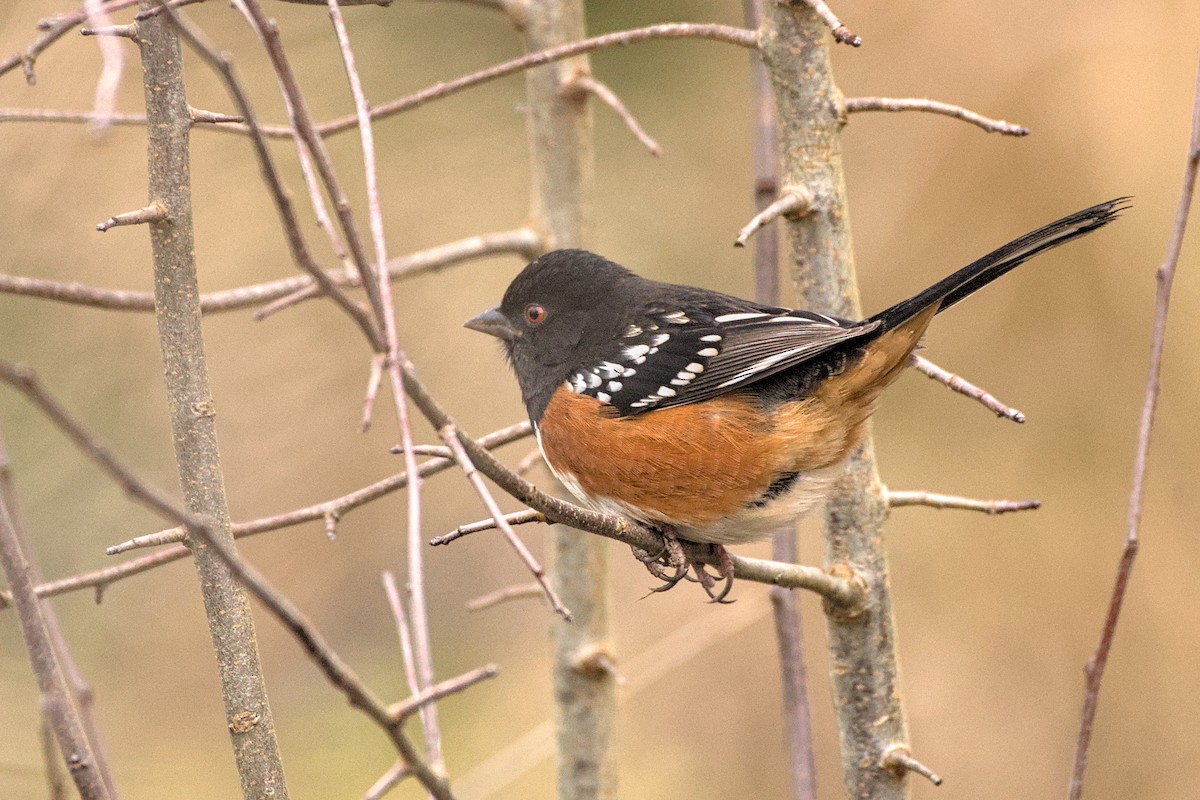 ホシワキアカトウヒチョウ（maculatus グループ） - ML646480887