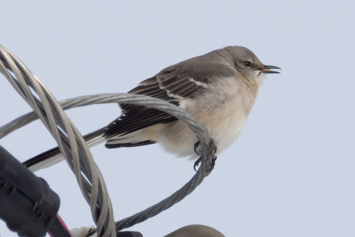 Northern Mockingbird - ML646480888