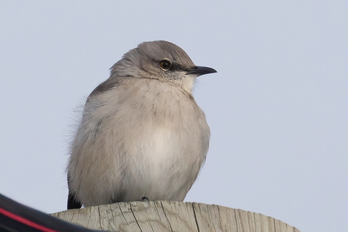 Northern Mockingbird - ML646480889