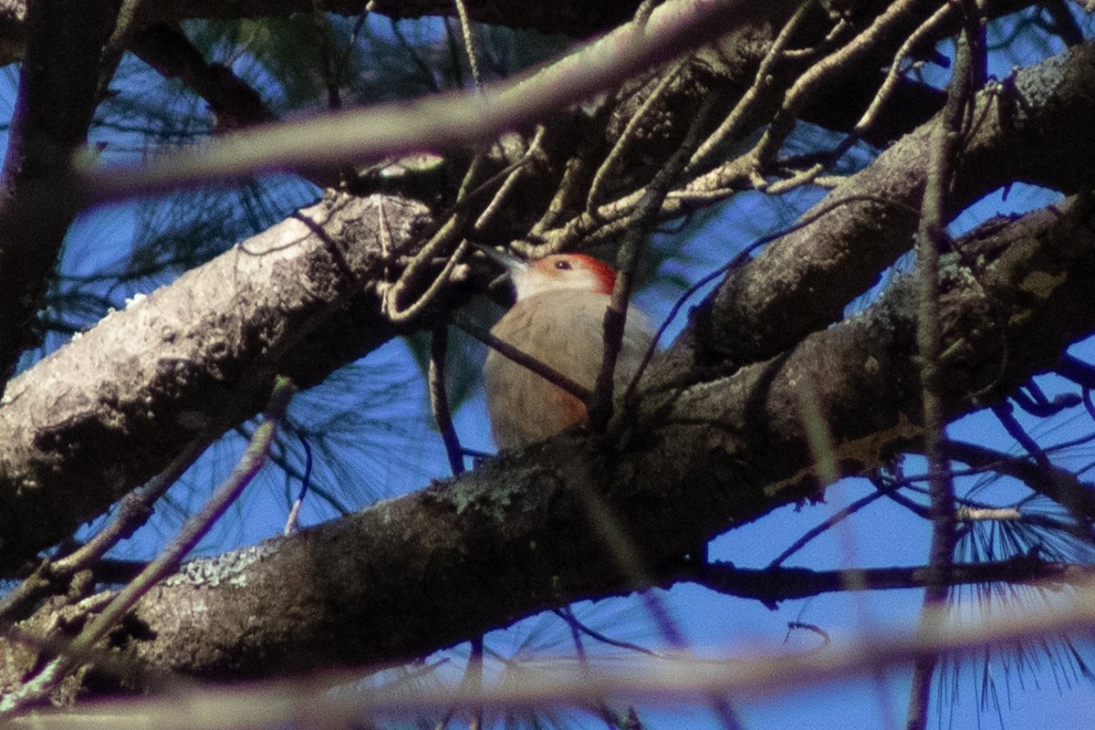 Red-bellied Woodpecker - ML646480892
