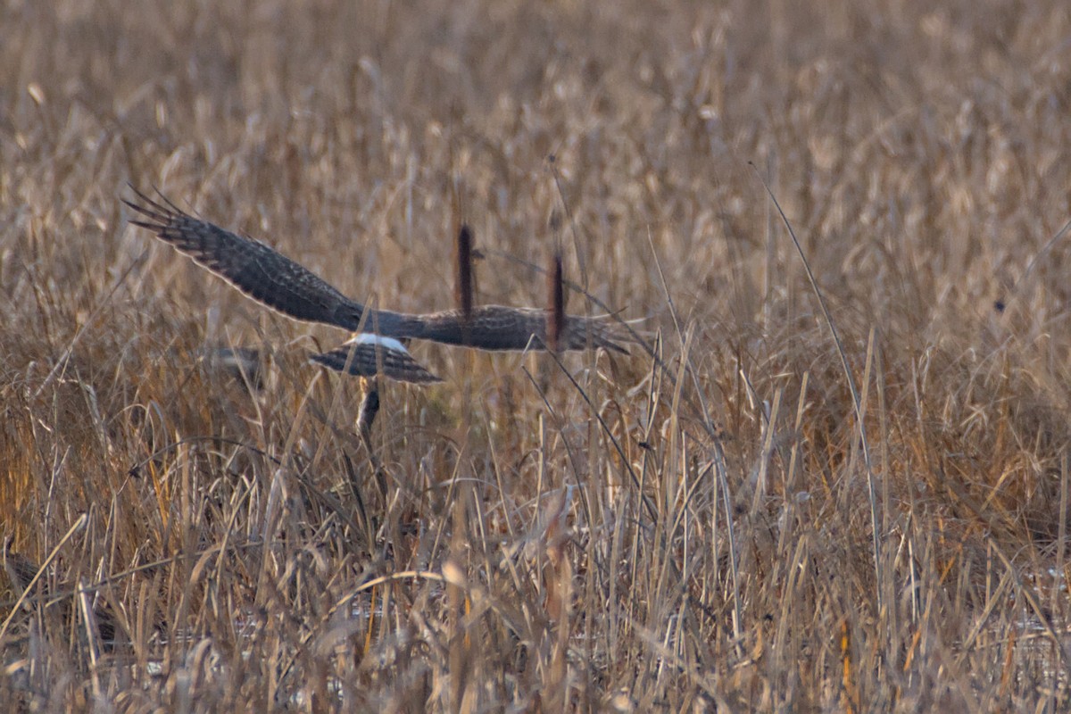 Northern Harrier - ML646480893