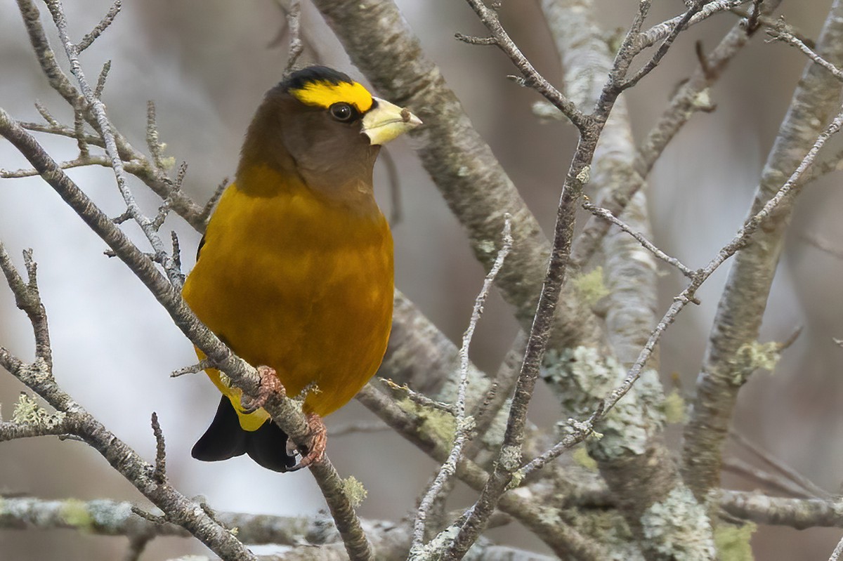 Evening Grosbeak - ML646480896