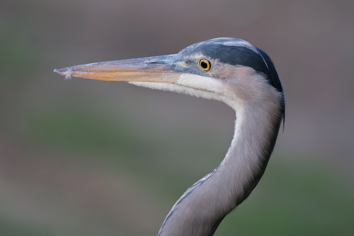 Great Blue Heron - ML646480897