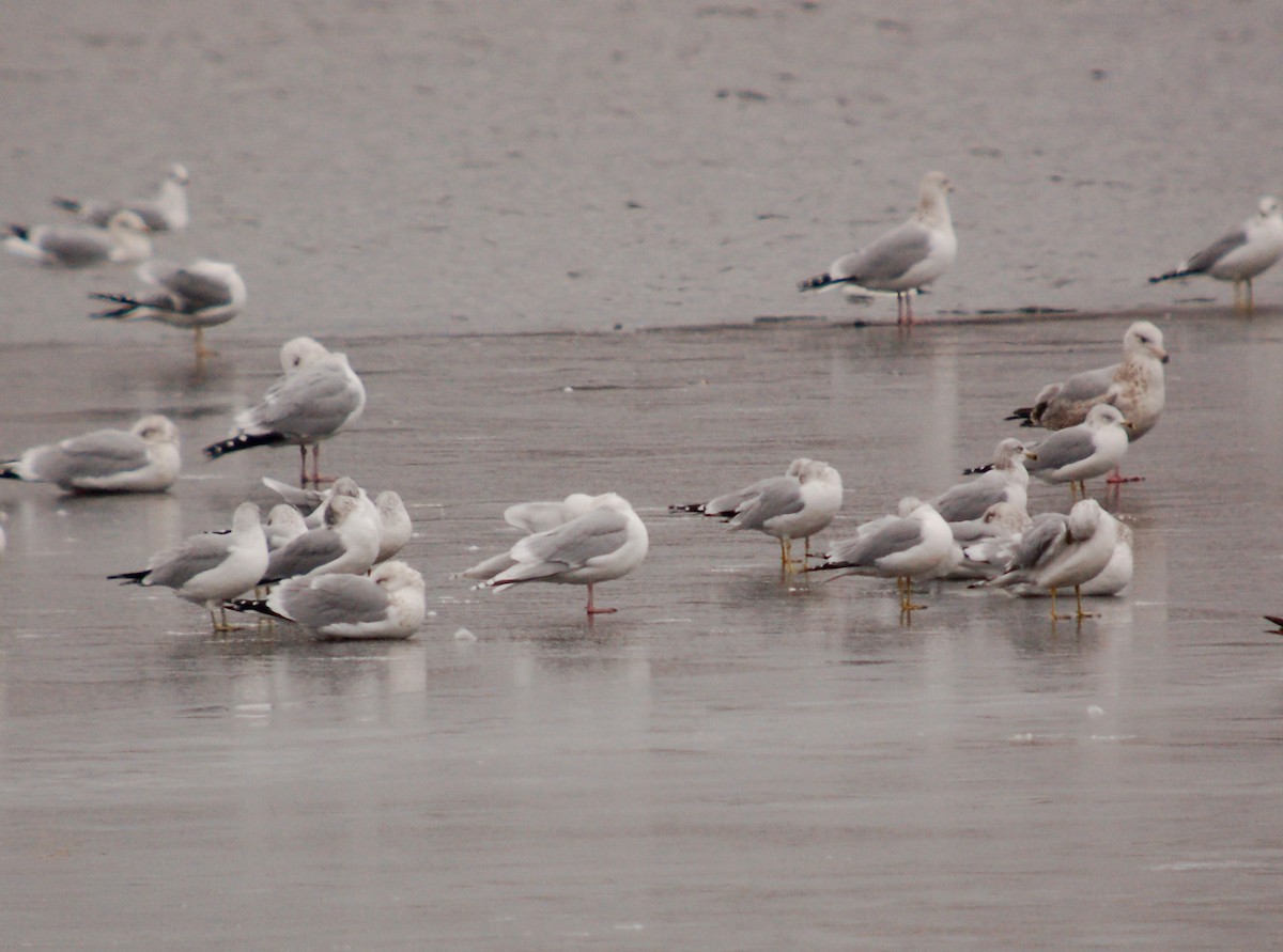 Iceland Gull (kumlieni/glaucoides) - ML646480898