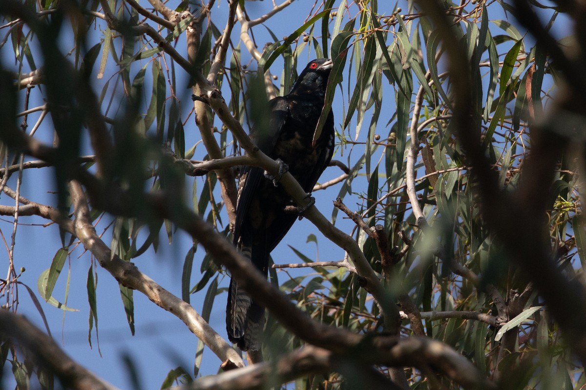 kukačka pacifická - ML646480899