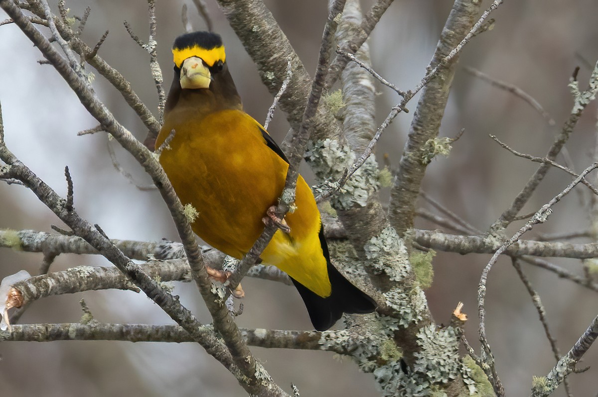 Evening Grosbeak - ML646480900
